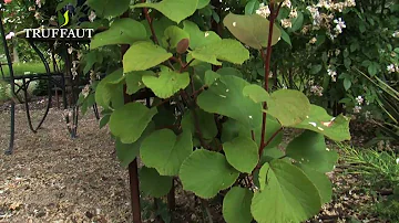 Comment s'appelle l'arbre du kiwi en français ?