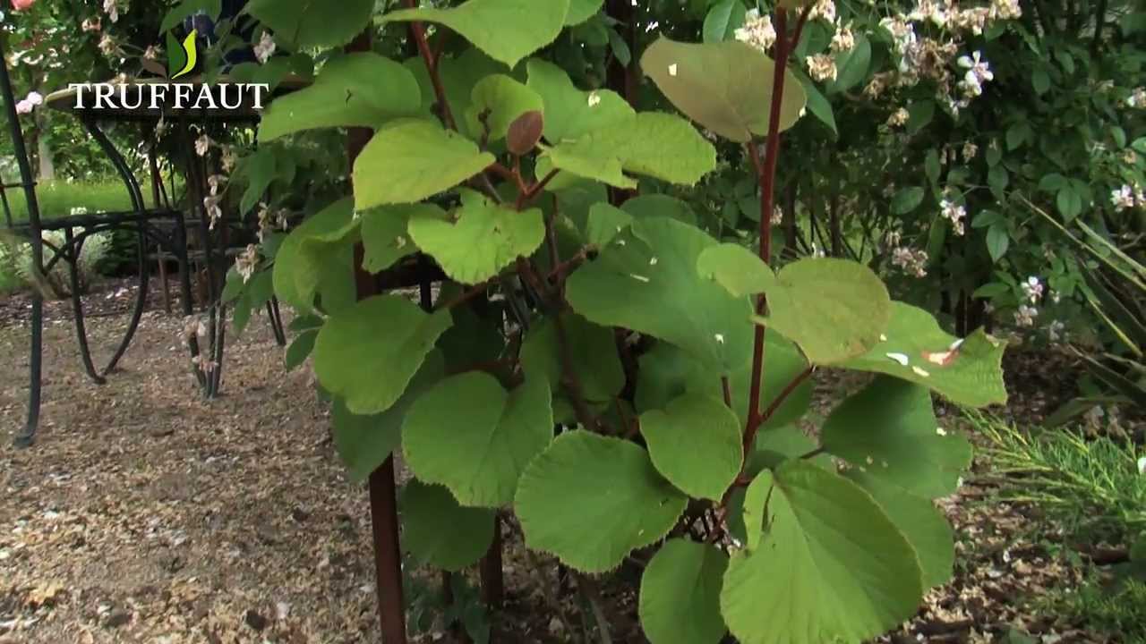 planter un kiwi jaune