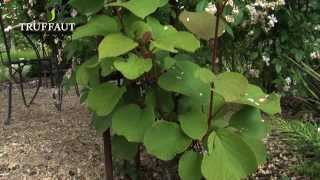 Comment planter un kiwi au jardin - actinidia ? - Truffaut