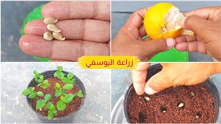 طريقة زراعة اليوسفي من البذور في المنزل بكل بساطة 🍊