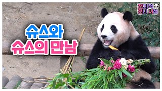 (SUB)[전지적 언니 시점] ep.127 슈스 푸바오에게 꽃다발을 선물한 슈스?? 바쁜 강바오를 도우러 온 보아의 일일 사육사 체험기!!│BoA X Panda World