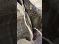 Как выглядит КПП КамАЗ на ЯМЗ