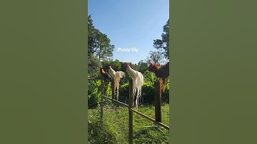 ROOSTERs #qaib #reels #shorts #chicken #gamefowl #ayam #rooster #gallos #longtail #मुरग़ा #मुर्गा