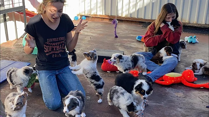 We love our puppies! Toy and Mini Aussies play at ...