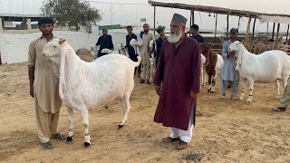 Pak Biggest Bakra’s of Fazal #cattle and #goat Farm Karachu #bakramandi #qurbani_2024 #cattlemarket