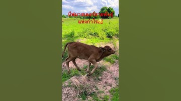 บีฟมาสเตอร์สายพันธุ์แห่งกำไร