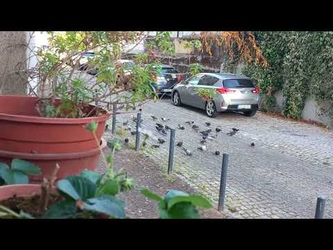 Alimentar os pombos da rua 🙂