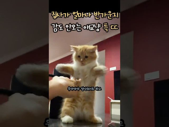 집사가 얼마나 반가운지 감도 안오는 고양이 모음 ㄷㄷ