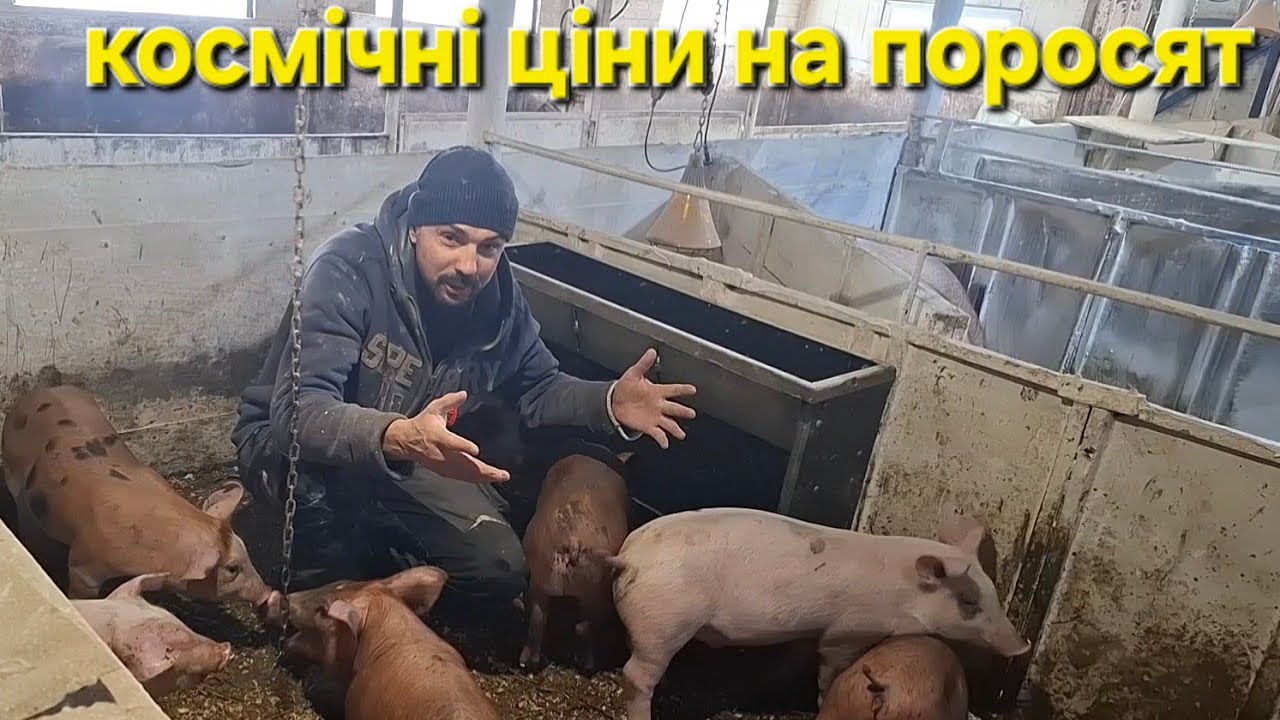 Як вам Ціни на 2 міс поросятат❓️Відлучка-та харчування❓️Вага в 2міс❓️Навіщо Зважуємо❓️