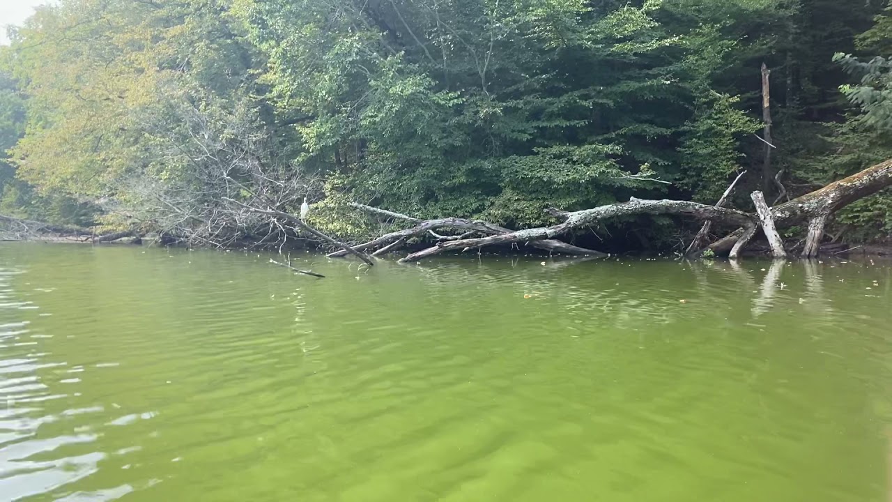 Poplar lake kayaking Shelby Forrest