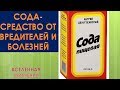 ПИЩЕВАЯ СОДА ЧУДО УДОБРЕНИЕ ДЛЯ ОГУРЦОВ ТОМАТОВ И ДРУГИХ РАСТЕНИЙ  СРЕДСТВО ОТ МУЧНИСТОЙ РОСЫ И ТЛИ