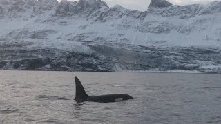 Orcas - Tromsø ( 28-12-2023 )(2)