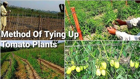 This Method Of Tying Up Tomato Plants Will Change Your Life | Method Of Tying Up Tomato Plants