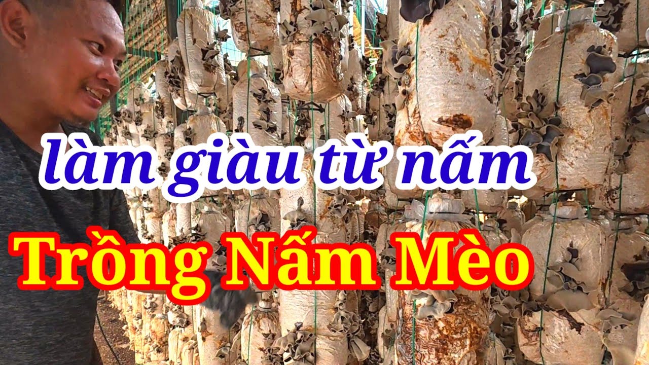 Quy trình trồng nấm mèo 