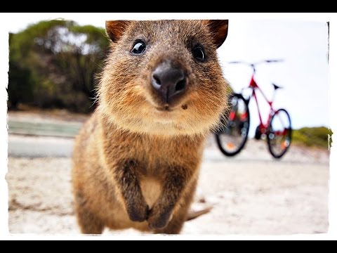 Как живет кенгуру Квокка, которая постоянно улыбается