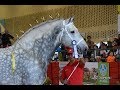 Exposición Nal de Caballos de Tiro Pesado Expocolonias 2016