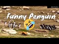 Funny confused penguin went with the wrong group