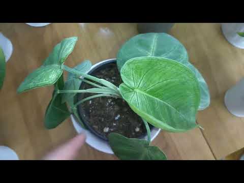 Обзор комнатных растений.