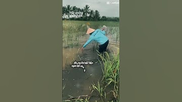 Thả lưới bắt cá rô mùa lụ