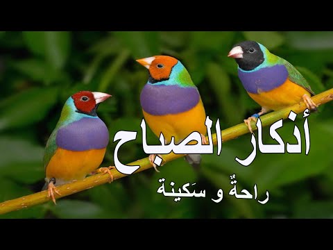 أذكار الصباح راحة نفسية لا توصف بصوت القارئ علاء عقل    