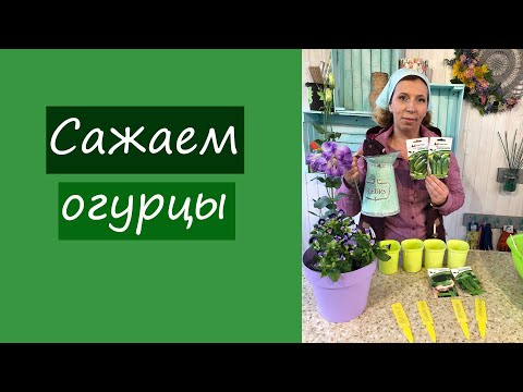 Сажаем огурцы
