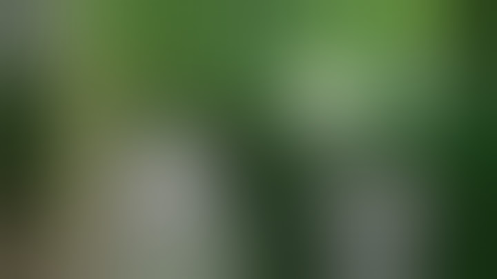 Les Arbres Les Plus Dangereux Au Monde