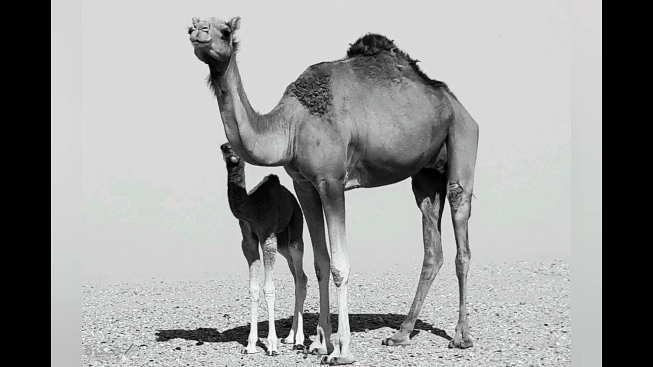 قصة رجل بيأخذ بثأر أخوه وأخطأ بغيره!! 