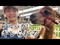 シドニーで1番楽しかったイベント ロイヤルイースターショー(2年前)