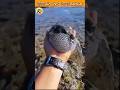 Facts On #facts #shorts #ytshorts #factshorts #ytviral #shorts #trending #viral #funny #amazing #yt
