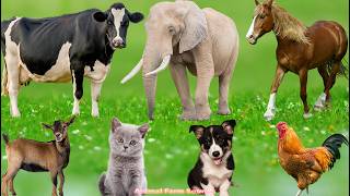 Adorable Farm Animal Moments: Cow, Sheep, Bee, Cat, Chicken, Pig, Goat, Duck – Animal Video screenshot 1
