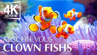 Mischievous Clown Fishs 4K (ULTRA HD) - ทัวร์ชมพิพิธภัณฑ์สัตว์น้ำที่ดีที่สุดพร้อมดนตรีอันเงียบสงบ