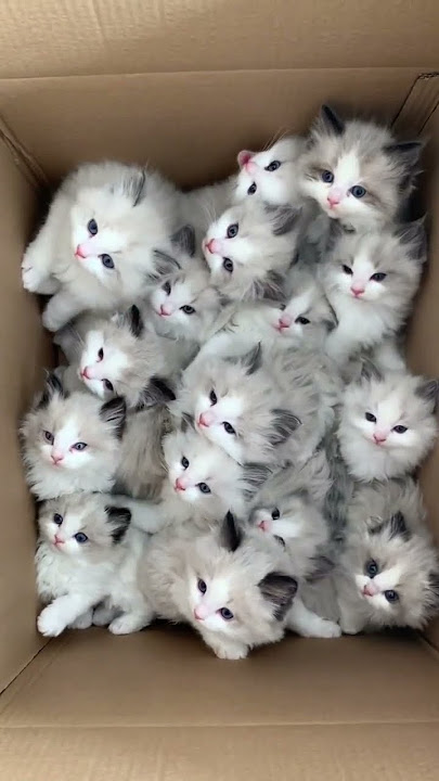 cute cats #cute #kitten #funny #cat #shorts