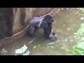 Harambe update childs mother not charged in zoo gorilla shooting  the dodo