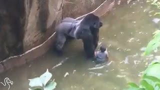 HARAMBE Video Update: Child's Mother Not Charged In Zoo Gorilla Shooting | The Dodo