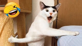 Funniest Animals  Hilarious Cats and Dogs 2024  Part 8