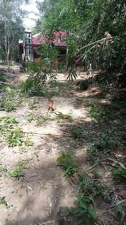 VID20250523151528 play monkey 3