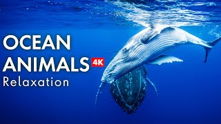 Discover The Hidden World Of Coral Reef Animals