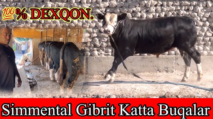 Chegara filmidagi yalangoch aktrisalar Mushukdagi lolipopning fotosurati