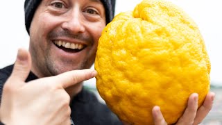 The Biggest Citrus In The World!! |  The Ponderosa Lemon by Greenthumbs Garden 12,117 views 1 year ago 9 minutes, 55 seconds