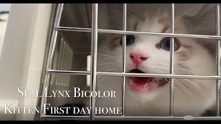 Our second Ragdoll First Day Home | seal lynx bicolor ragdoll kitten | adorable 5 months boy
