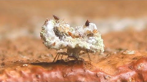 Lacewing Larvae- Trash bug or Junk bug are common names thanks to the trash it carries on its back
