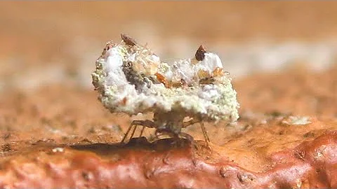 Lacewing Larvae- Trash bug or Junk bug are common names thanks to the trash it carries on its back