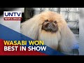 Wasabi, a Pekingese dog breed, won best in Westminster show の動画、YouTube動画。