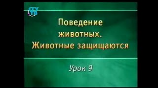 Животные защищаются. Урок 9. Разнообразие защитных приспособлений Животные защищаются. Урок 9. Разнообразие защитных приспособлений