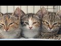 How to socialize feral kittens