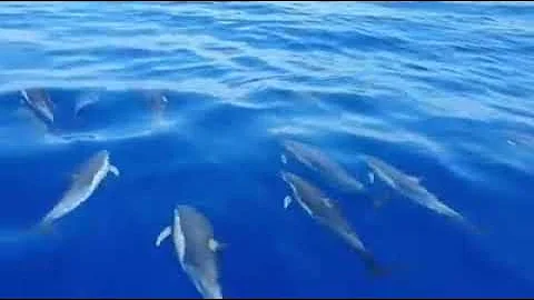 I delfini di Lampedusa D'Delfiner vu Lampedusa 兰佩杜萨岛的海豚 Höfrungarnir í Lampedusa Дэльфіны Лампедузы - 天天要闻