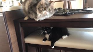 ヒートアップしていく猫 ノルウェージャンフォレストキャットA cat that heats up.  Norwegian Forest Cat.