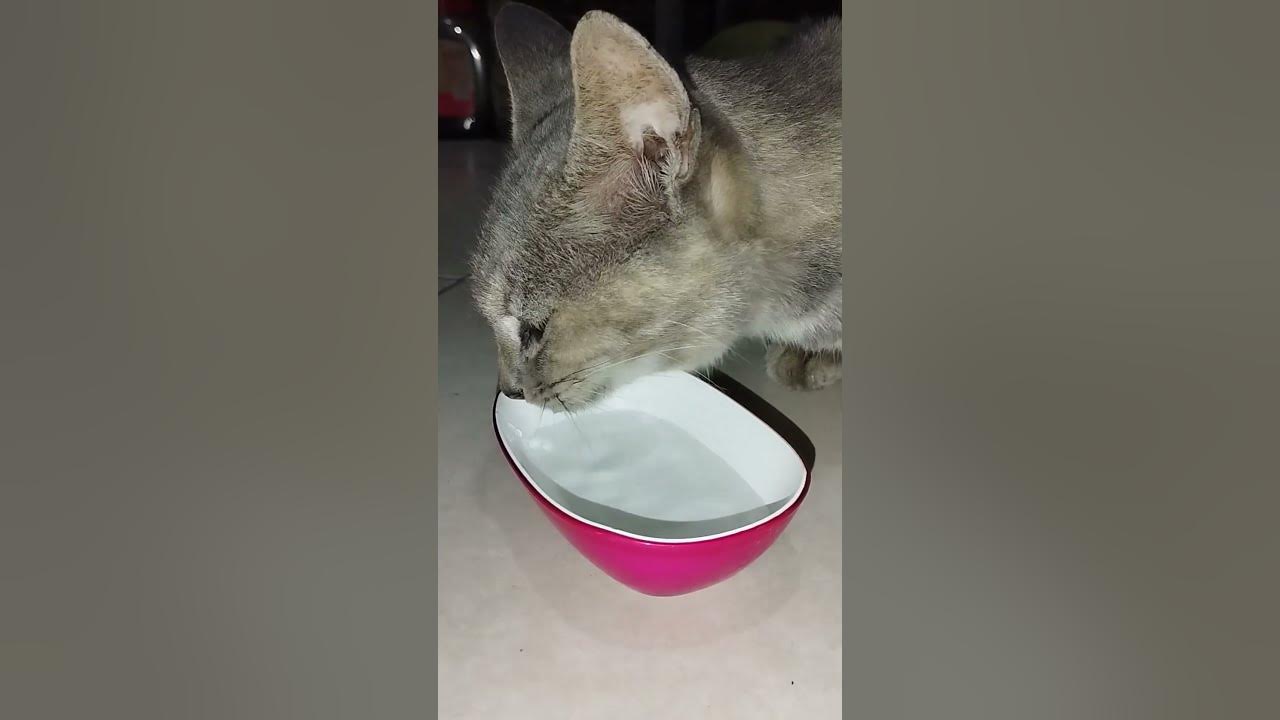 how-do-cats-drink-youtube