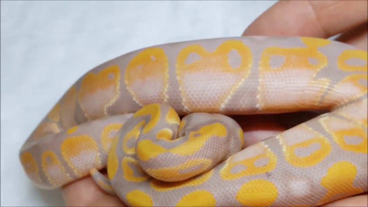 ball python breeders in ohio Ball Python egg cutting video update clutch 2 spider to Banana