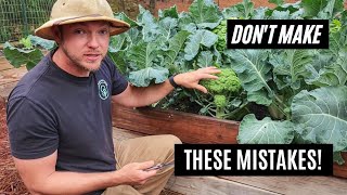 How to Harvest Broccoli |Avoid These 3 Costly Mistakes!|